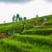 Photo of SIT Study Abroad: Indonesia - Biodiversity and Conservation in Bali and Borneo (Summer)