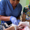A student studying abroad with Broadreach: St. Kitts - Introduction to Veterinary Science