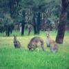 A student studying abroad with University of Canberra: Canberra - Direct Enrollment & Exchange