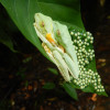 A student studying abroad with Round River Conservation Studies: Costa Rica – The Osa Peninsula