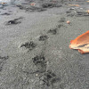 A student studying abroad with Round River Conservation Studies: Costa Rica – The Osa Peninsula