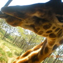 Study Abroad Programs in Kenya Photo