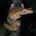 Photo of International Field Studies: Wildlife Conservation - Study Abroad Borneo