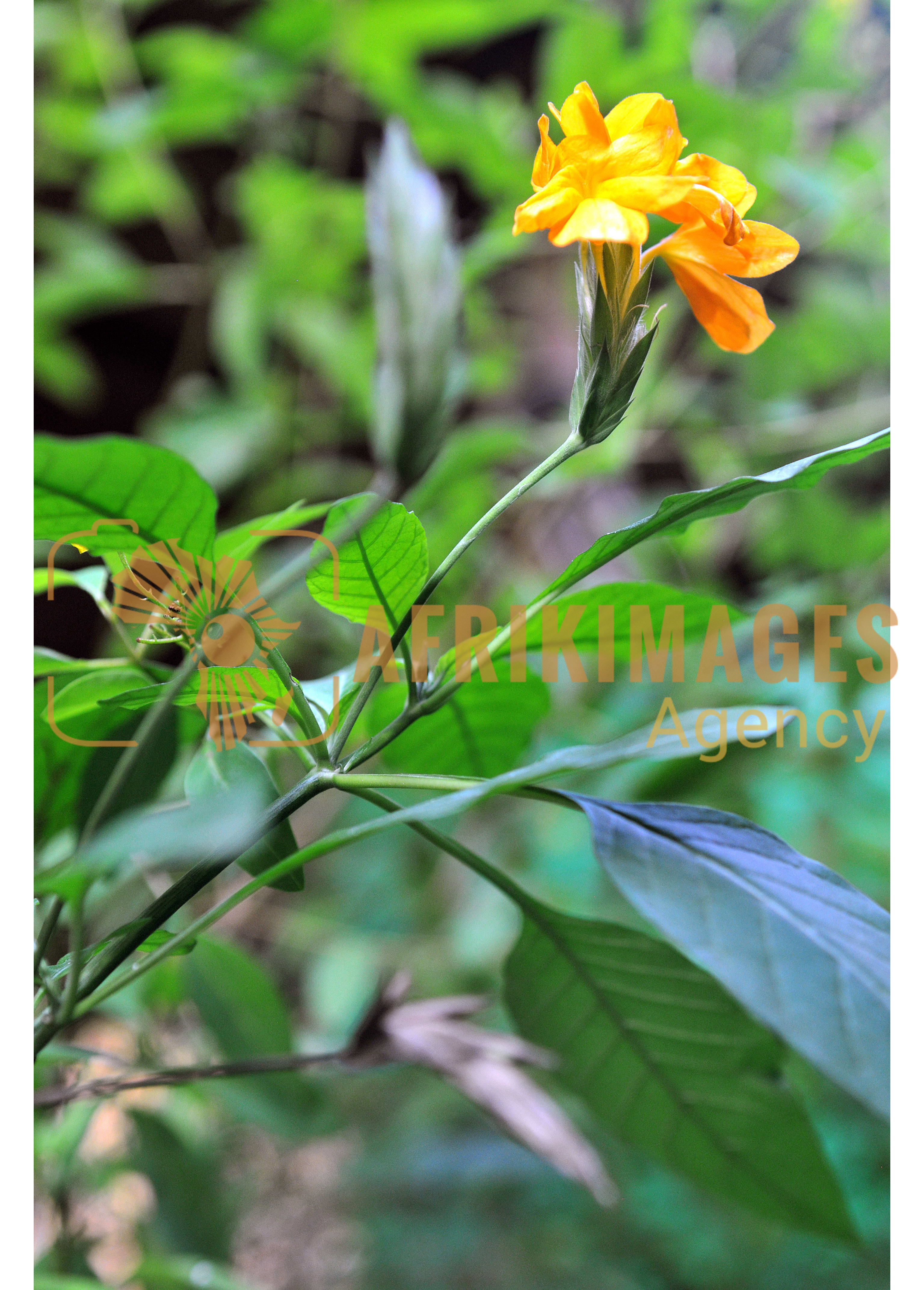 Afrikimages flore du gabon