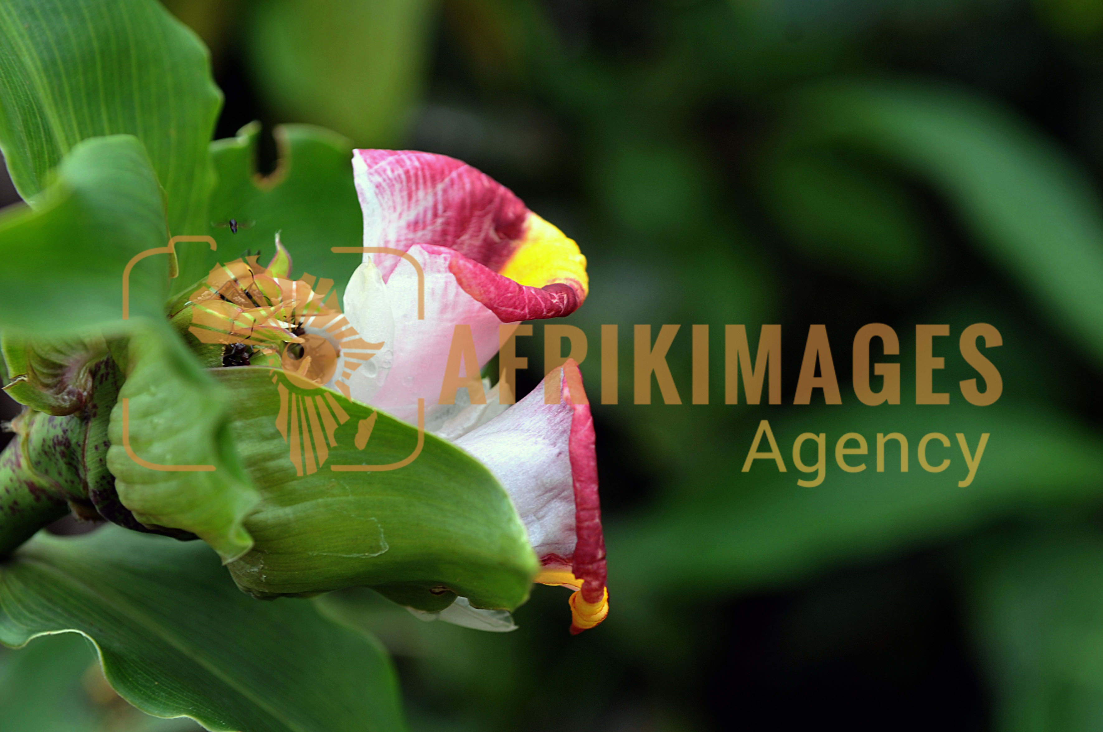 Afrikimages flore du gabon