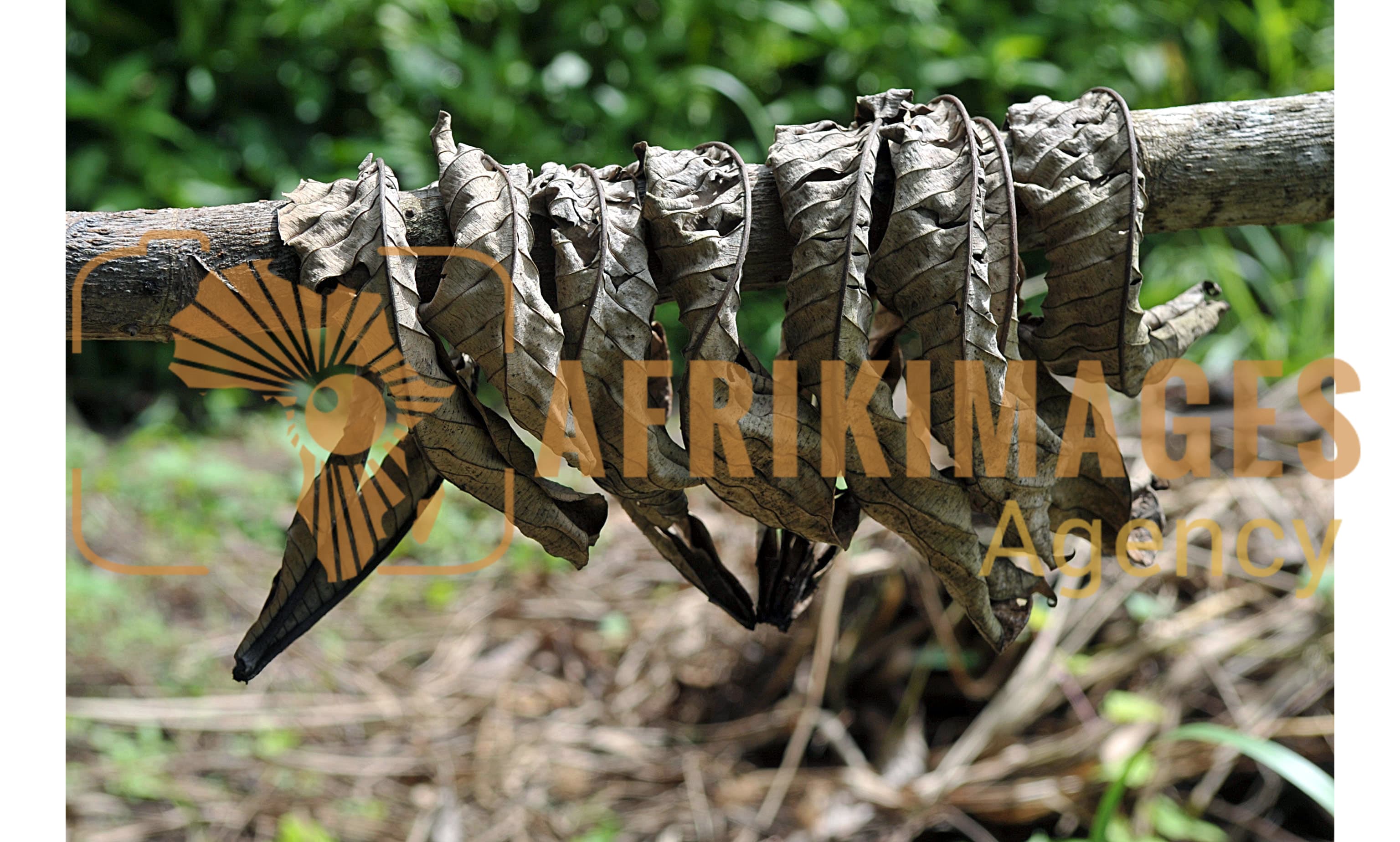 Afrikimages flore du gabon