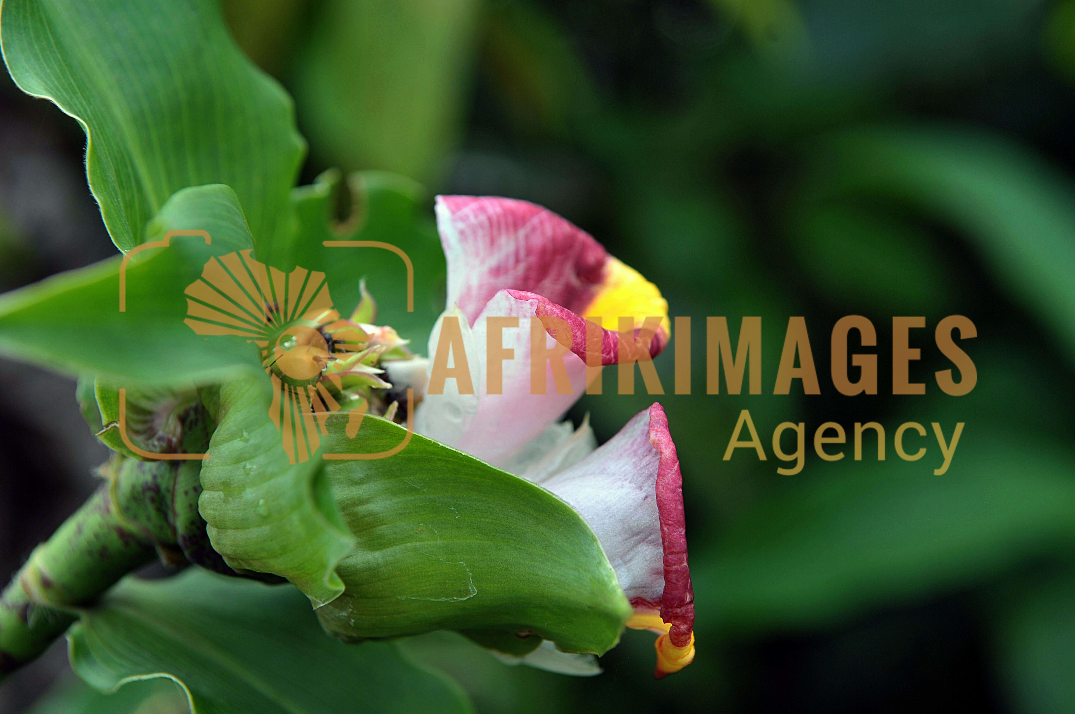 Afrikimages flore du gabon