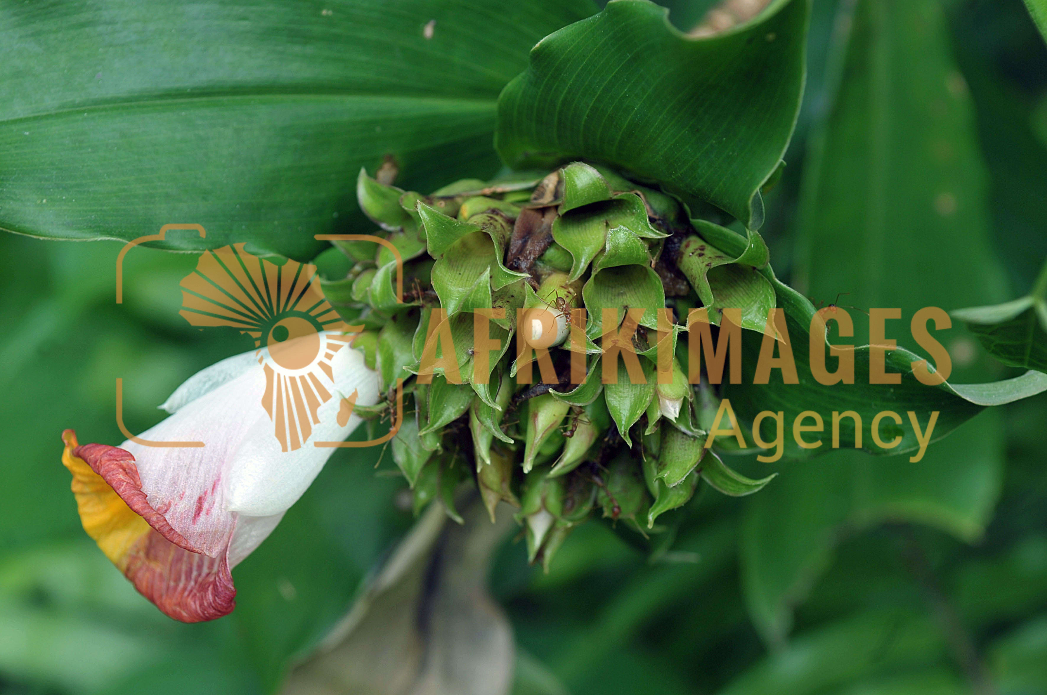 Afrikimages flore du gabon
