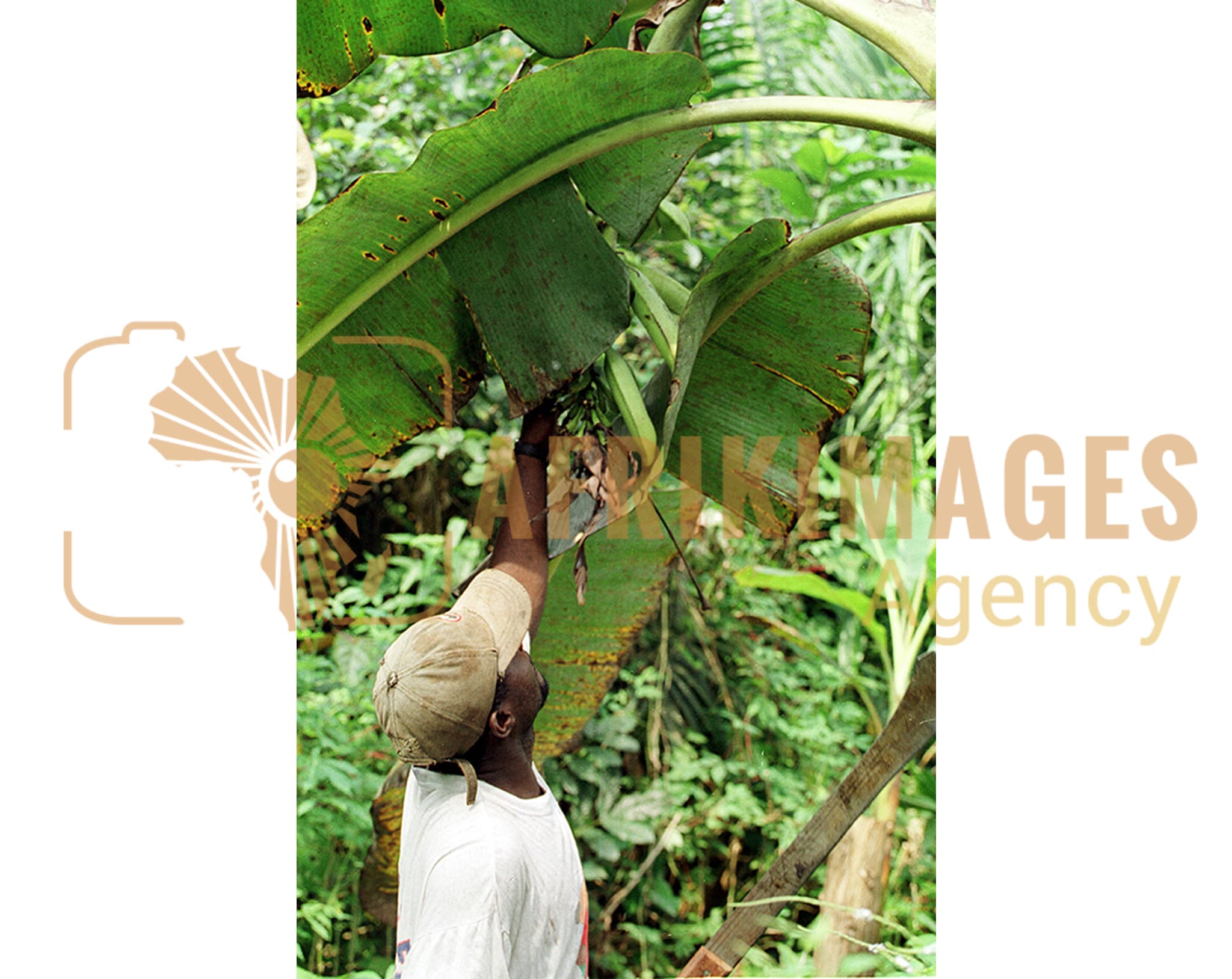 agriculture au gabon