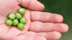 The Coming Food Crisis