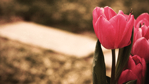 When My Father Died