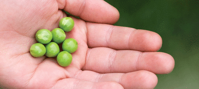 The Coming Food Crisis