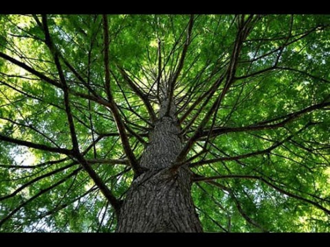 Шестнадцать деревьев. Фото деревья вверх. РОО-ап дерево. Гугл дерево. Tree looking up.