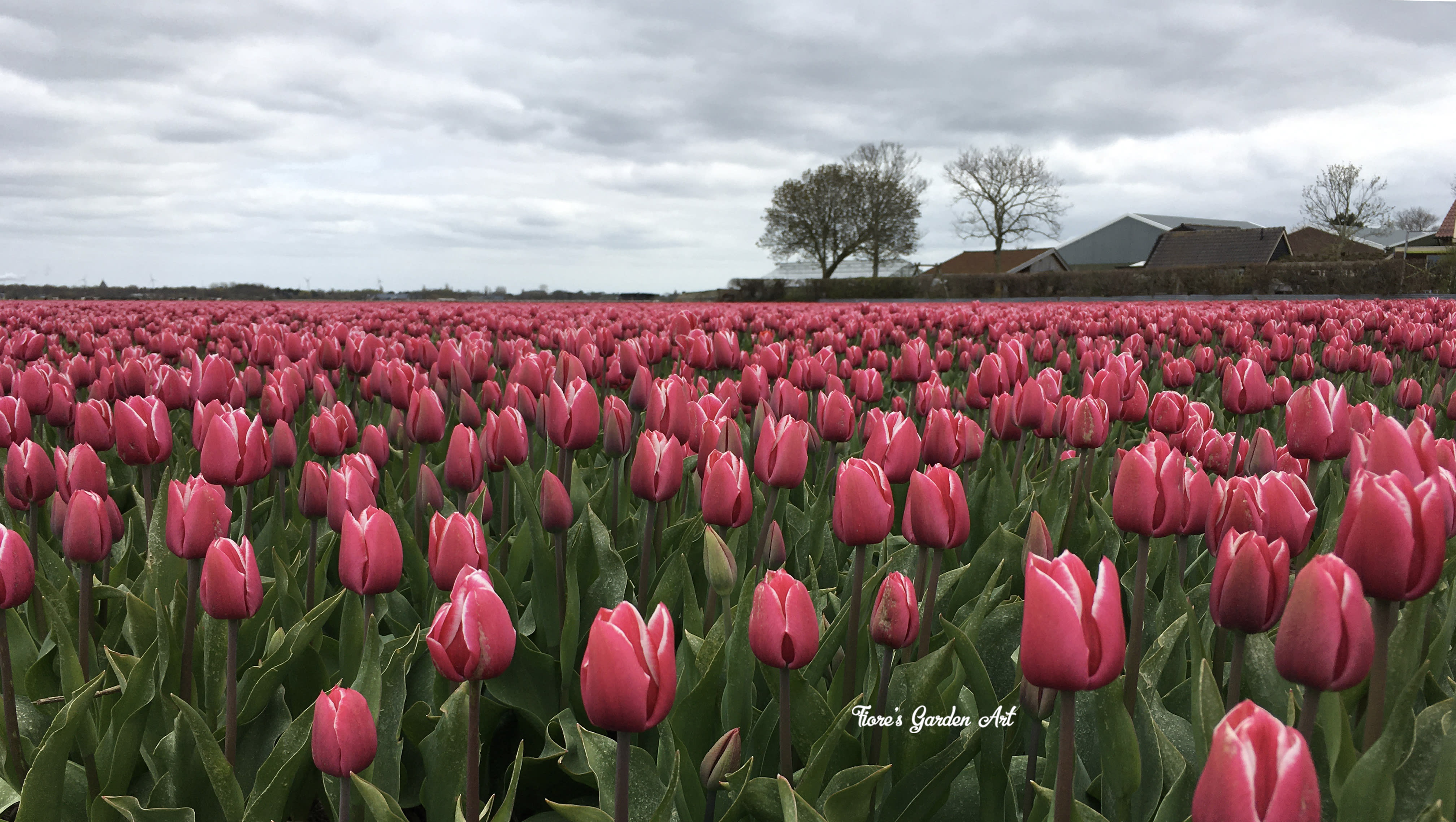 Tulip fields in the Netherlands.