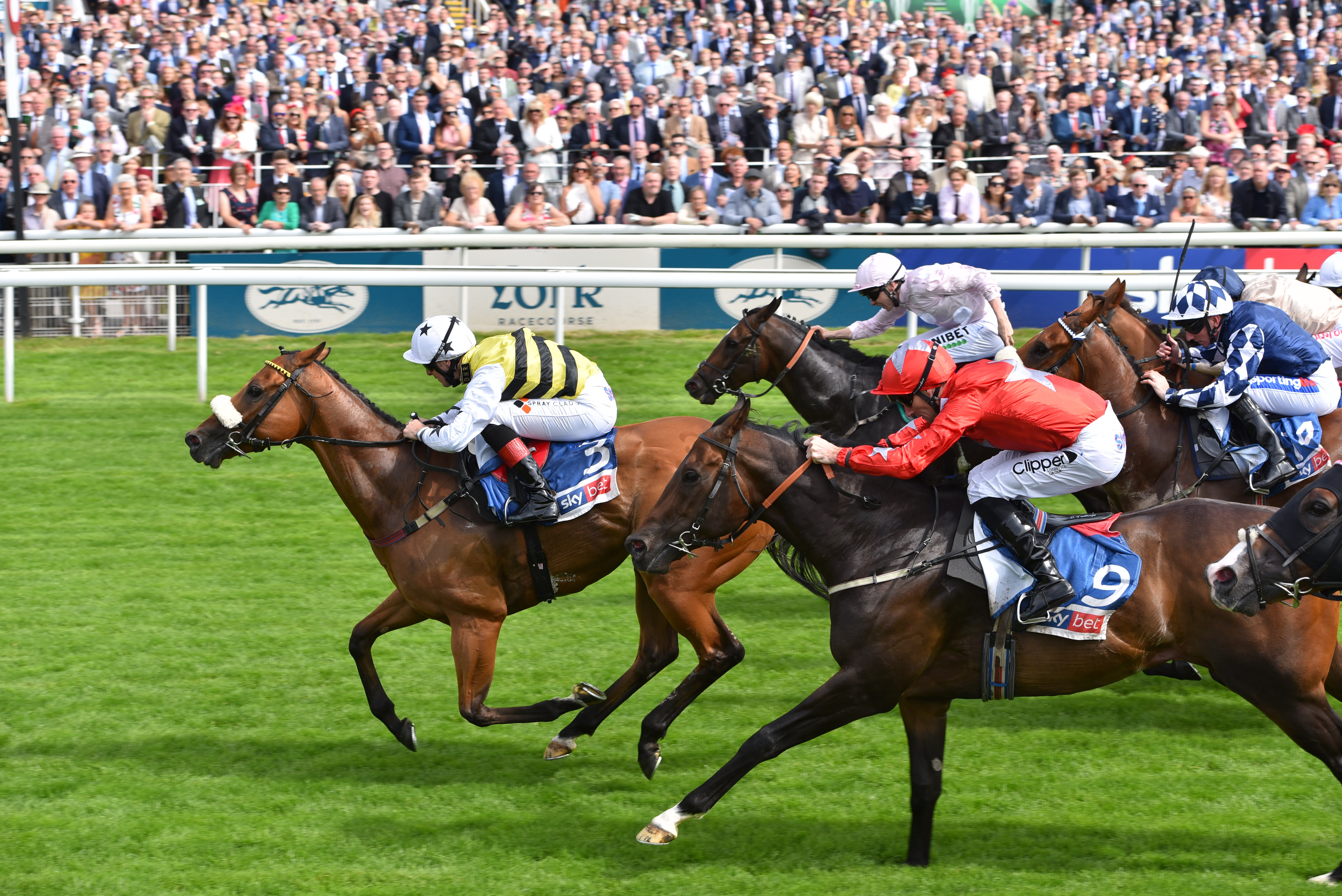 Horses racing at York Racecourse