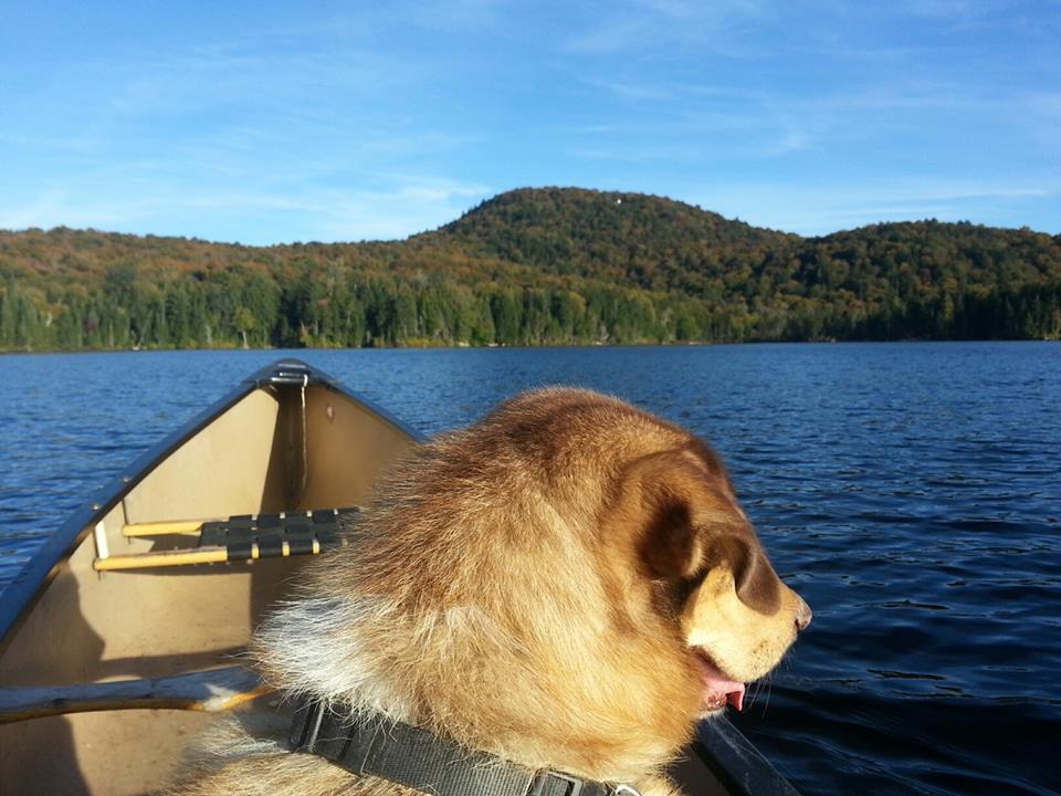Un chien profite d’un séjour de prêt-à-camper aux Refuges Perchés