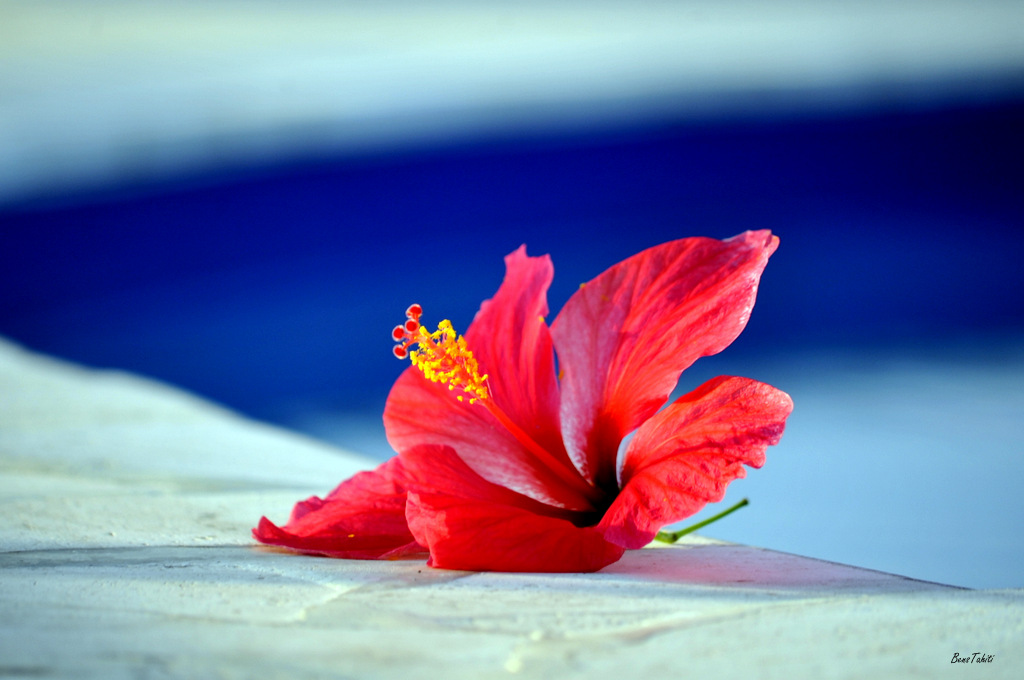 Une fleur d’hibiscus rouge photographiée par Bens Tahiti