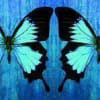 Seeing Double publicity image