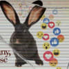 Hey Bunny Get Loose