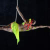 Kim Wildborne: taking part in Tilted Circus Night