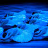 English National Ballet dancers in Derek Deane's Swan Lake