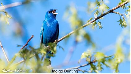 Summer Bird Behaviors (class & walk) at Deer Pond Farm in Sherman