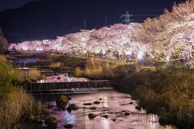  Cherry Blossoms at Miyagino-Sakawa Embankment