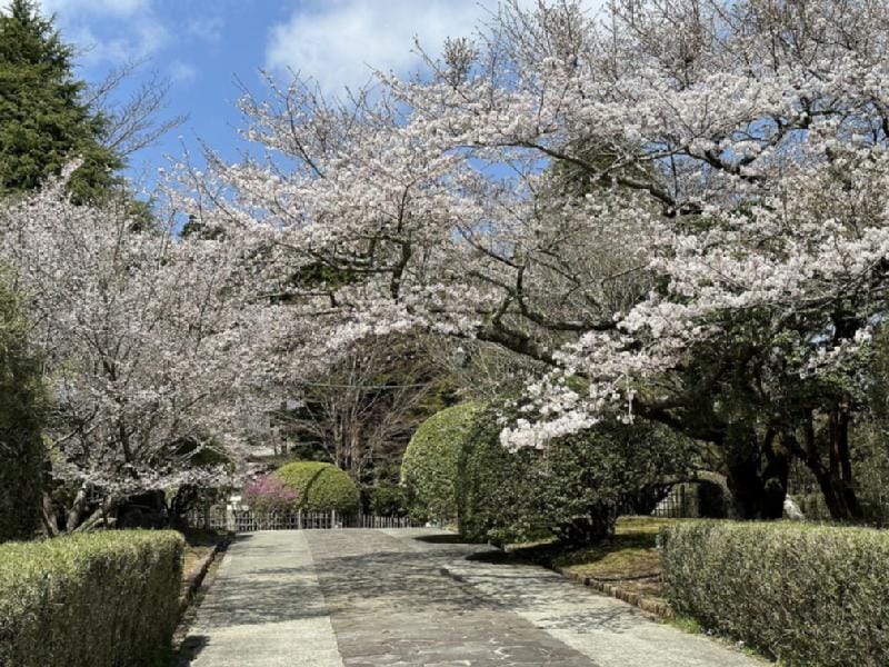 Cherry Blossom Viewing: Hakone Gora Park