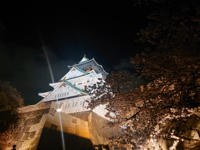 Night Cherry Blossoms