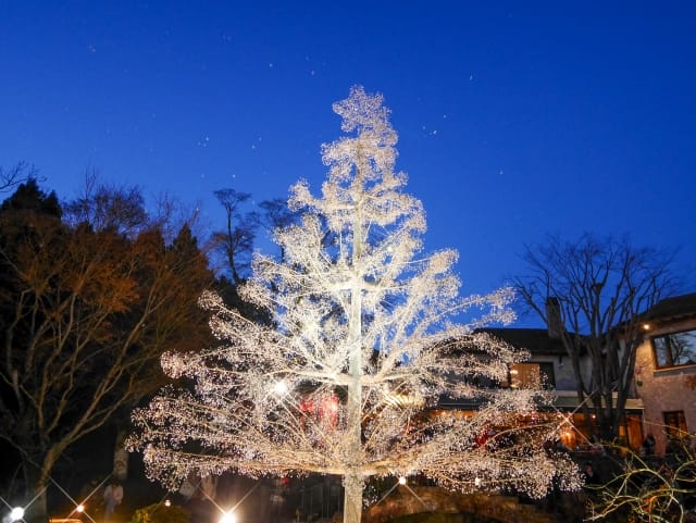 Hakone Glass Forest Museum