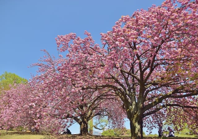 Shinjuku Gyoen