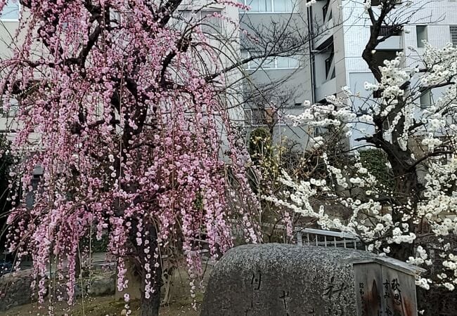 Plum Blossoms