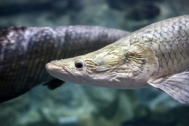 Arapaima