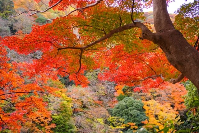 Best Time to View Arashiyama Autumn Foliage 2025