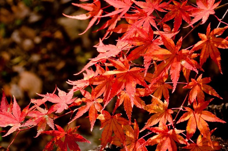 Autumn Leaves (Momiji)