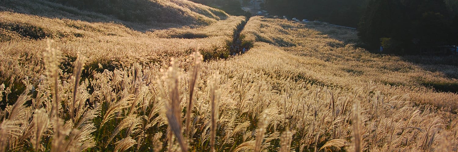 Sengokuhara Silver Grass