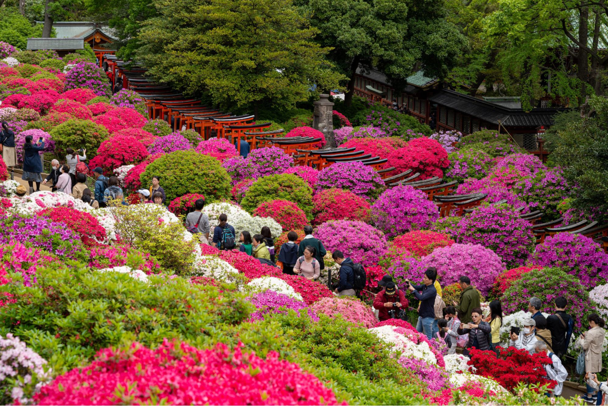 Bunkyo Azalea Festival