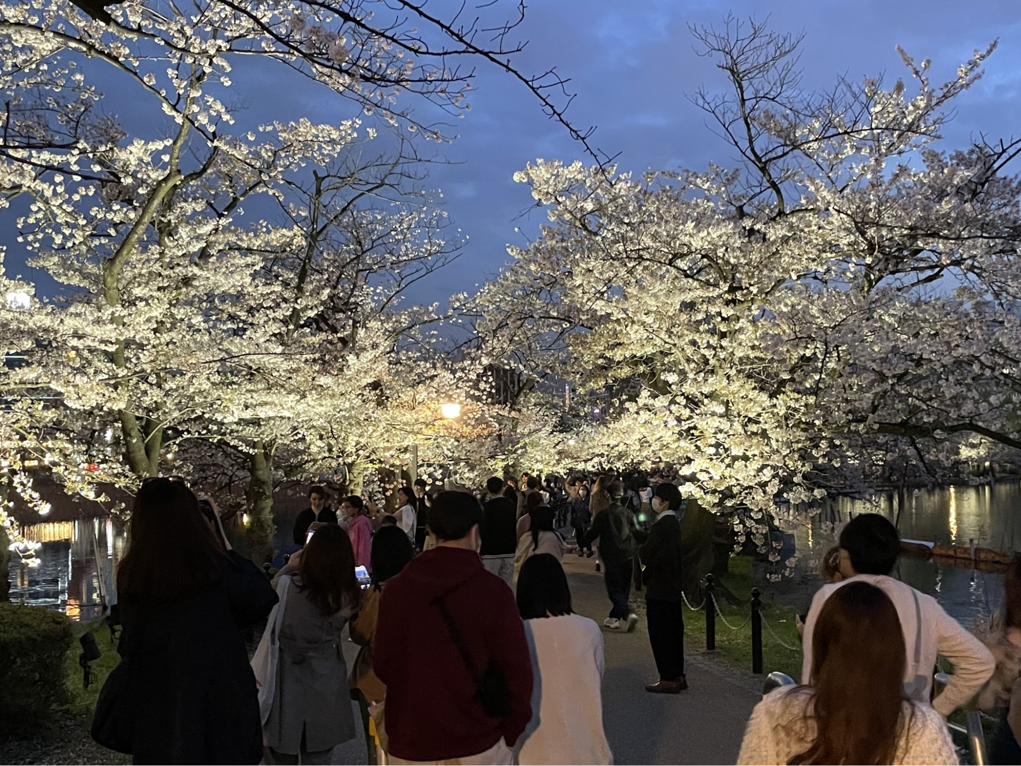 Cherry Blossom Light-up