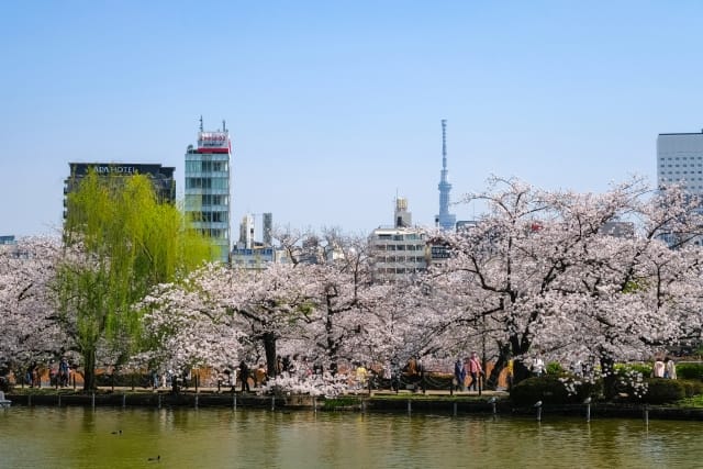 Cherry Blossom Viewing Ueno Onshi Park