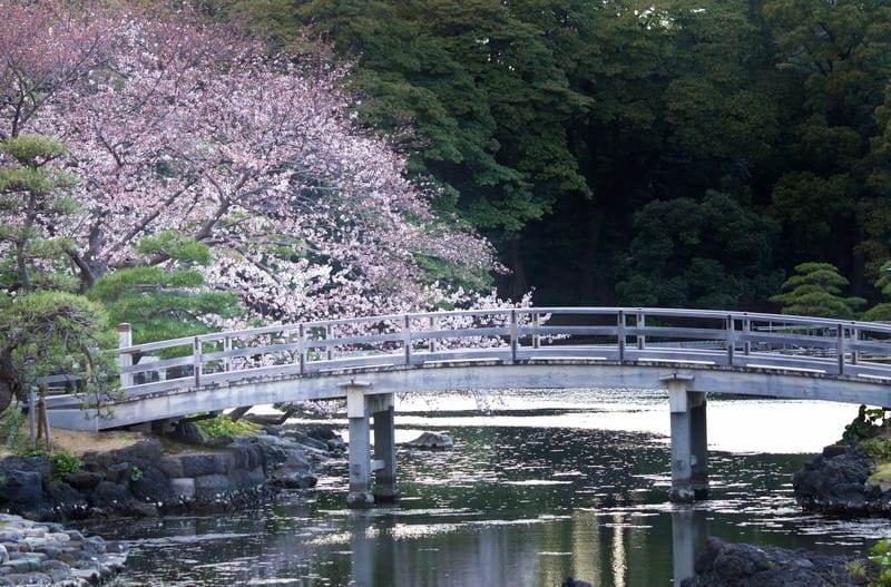 Cherry Blossoms at Hamarikyu Gardens