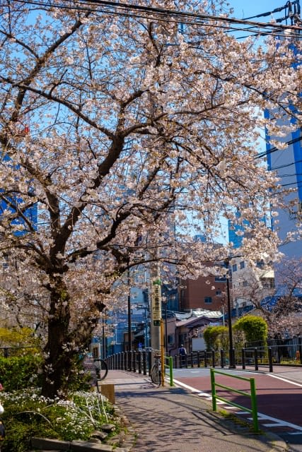 Cherry Blossoms from Ginza 1-chome to Yurakucho