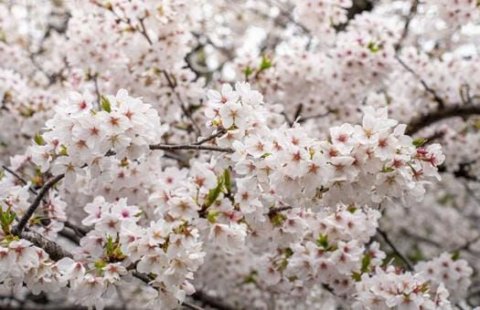 Cherry Blossoms