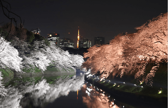 Chiyoda Sakura Festival