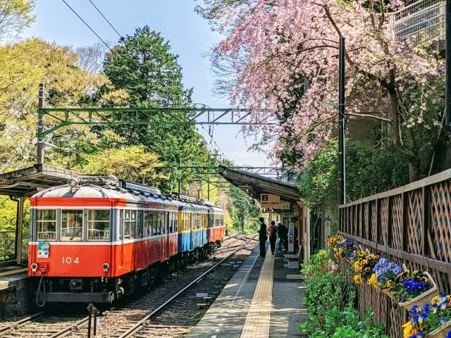 Don't Miss the Beautiful Cherry Blossoms at Ohiradai Station!