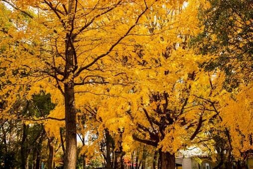 Fall Ueno Park