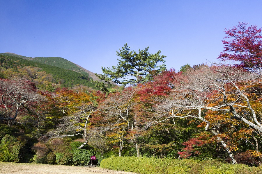 Hakone Kowakien Horaien Garden