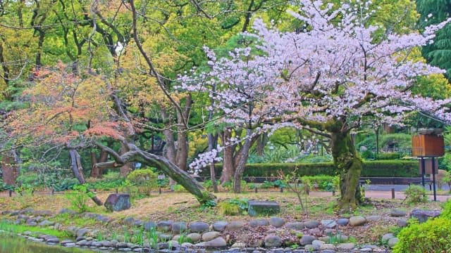 Hibiya Park Cherry Blossoms