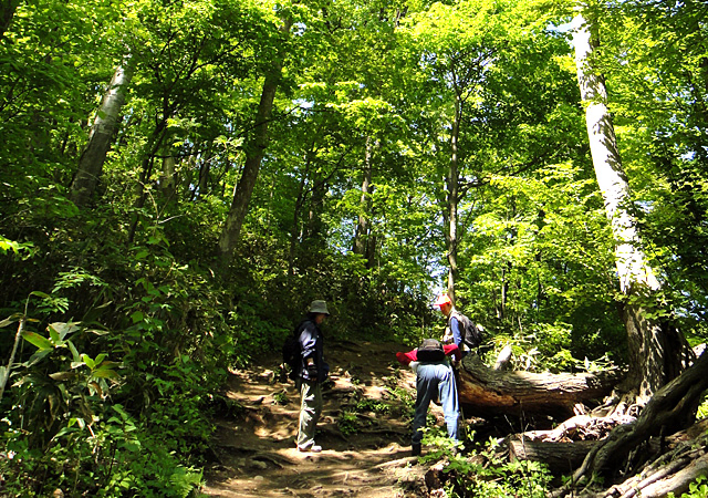 Hiking at Mt. Moiwa : Mt. Maruyama