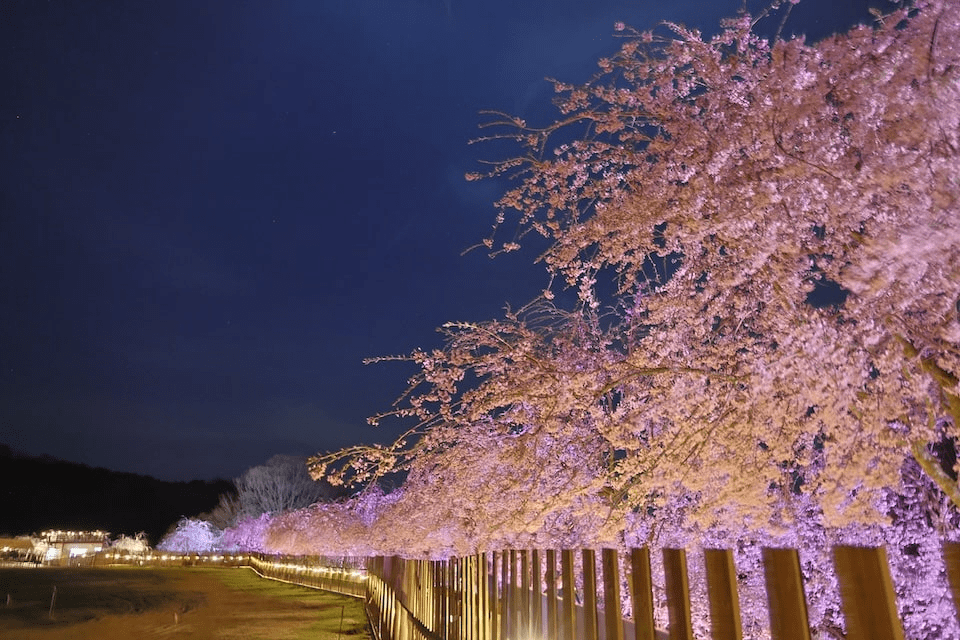 Sera Kogen Farm "Sakura Festival"