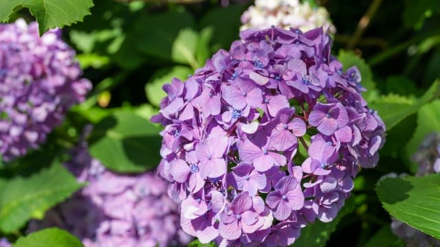 Hydrangeas in Ueno Park